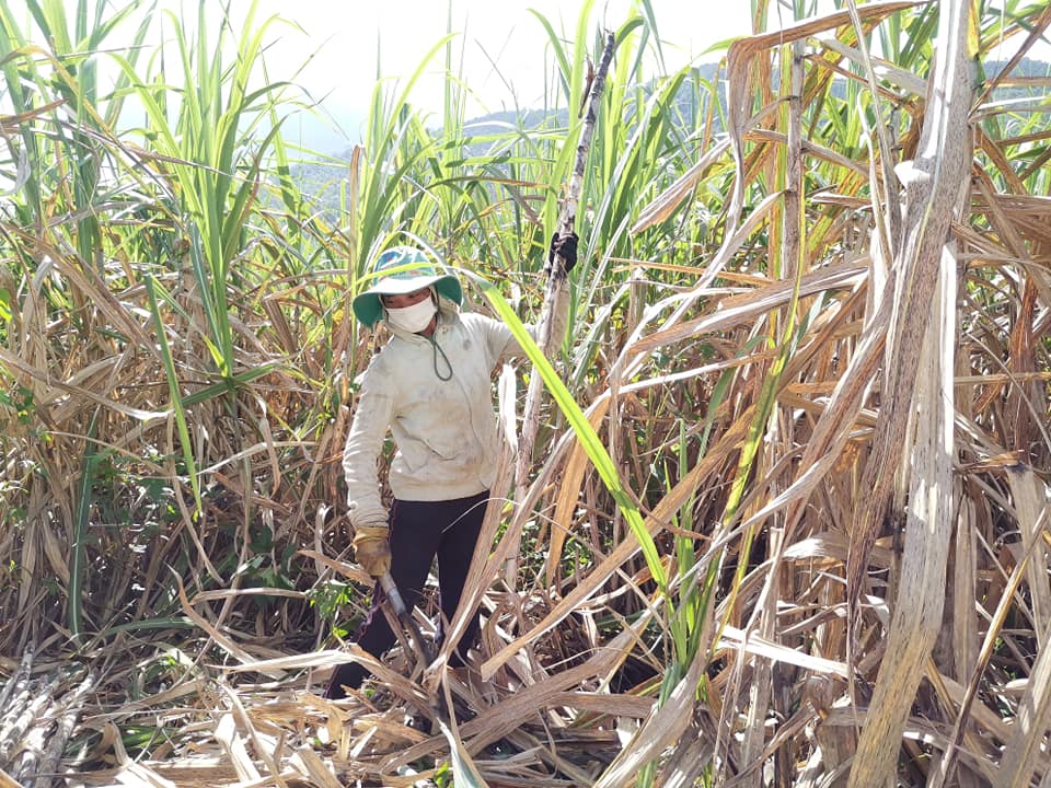 Kinh tế xã Cư Prao tháng 11/2025: Nông nghiệp ổn định, thương mại giữ nhịp, thu ngân sách đạt 93,4% kế hoạch