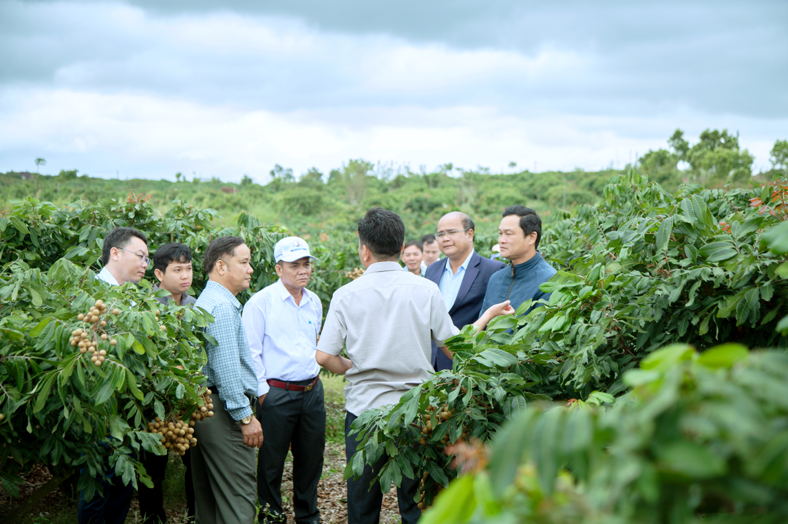 Đoàn công tác xã Phú Hòa 1 tham quan, tìm hiểu mô hình trồng nhãn tại xã Cư Prao