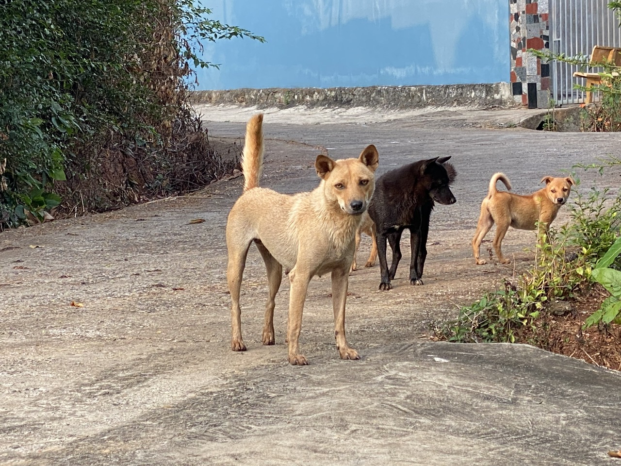 Chủ động phòng ngừa bệnh dại mùa nắng nóng