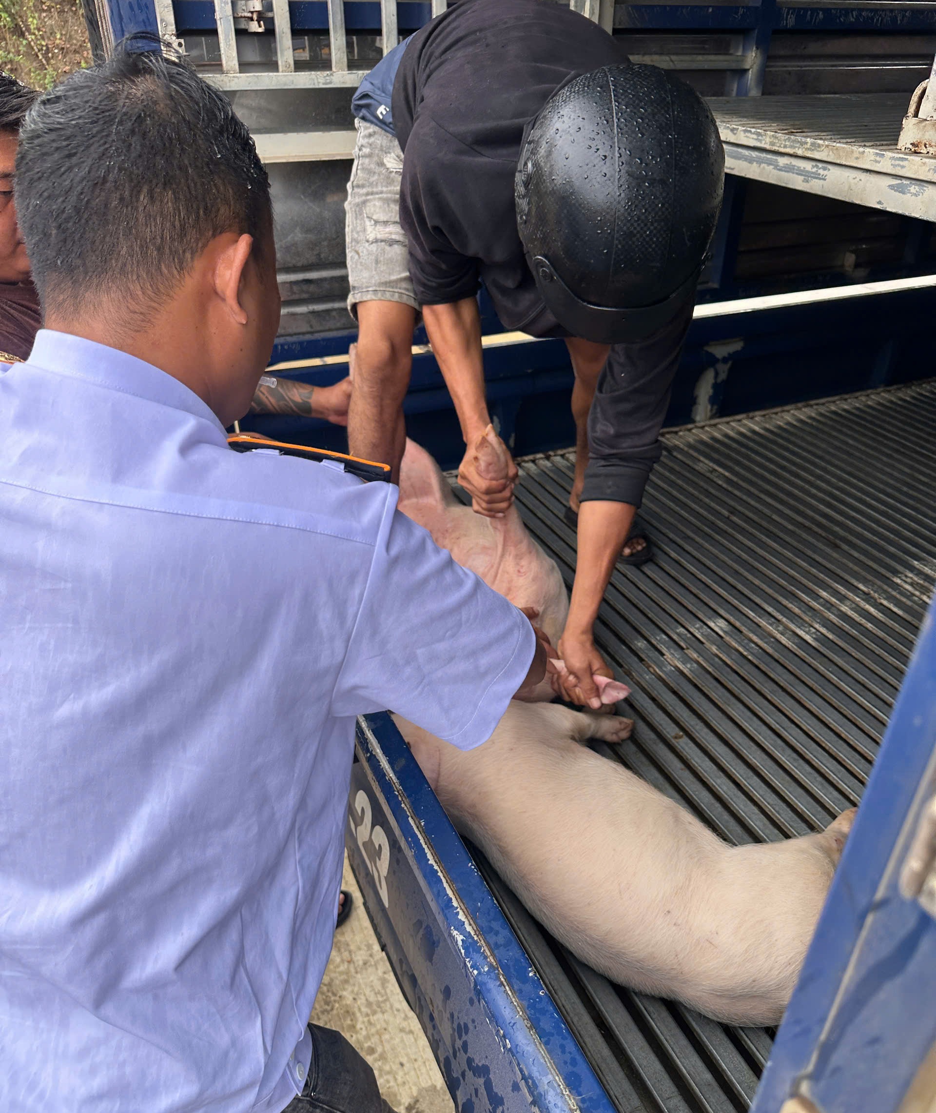 Cư Prao kịp thời chặn đứng lô heo không rõ nguồn gốc trước nguy cơ dịch bệnh
